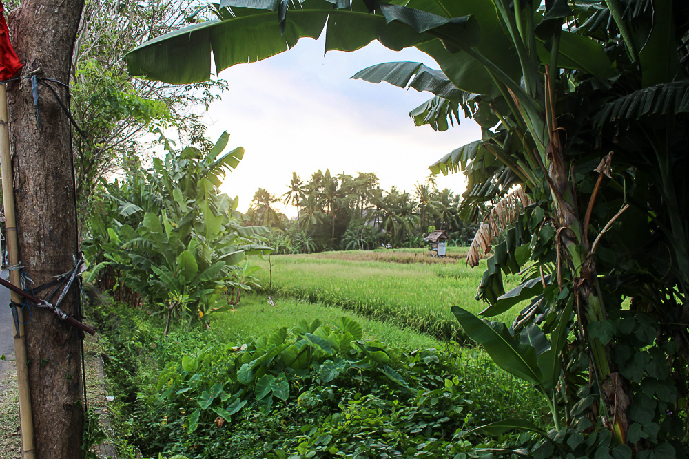 Gesunder Bali Guide (Teil 2) - Canggu: gesunde Unterkunft, Restaurants & Warungs - inzone.biz