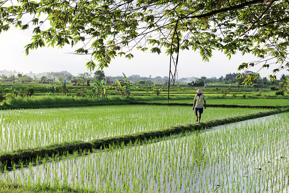 Gesunder Bali Guide (Teil 3) - Ubud, das gesunde Yoga- und Natur-Paradies - inzone.biz