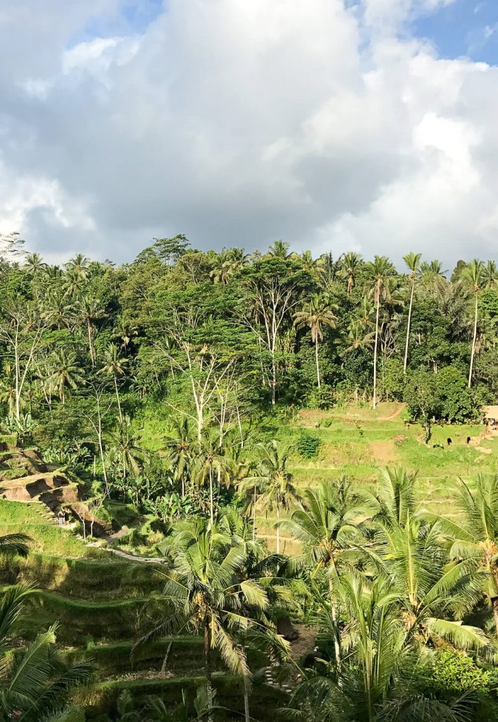Gesunder Bali Guide (Teil 3) - Ubud, das gesunde Yoga- und Natur-Paradies - inzone.biz