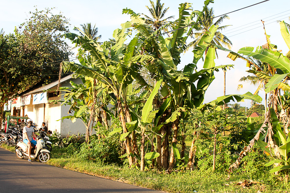 Gesunder Bali Guide (Teil 3) - Ubud, das gesunde Yoga- und Natur-Paradies - inzone.biz